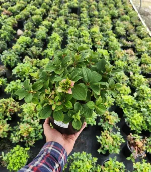 Bunchberry (Cornus Canadensis)