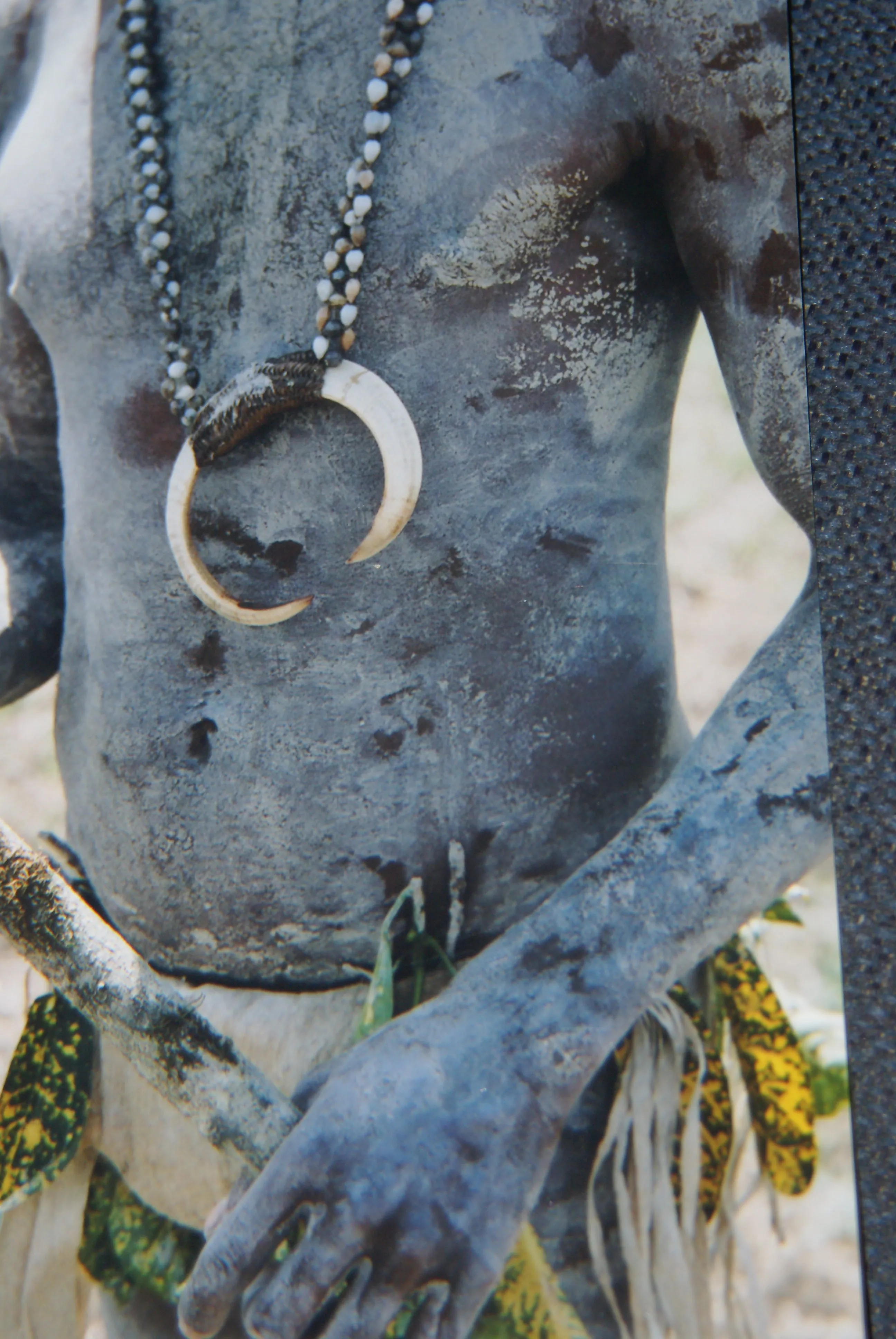 Unique “Big Man” Chief Tribal Boar Tusks & Ancestors’s Status Trophy,  Important Pectoral Ornament Worn during Initiations, also used as Currency, Bride Price, Feud Payments , collected in the late 1900’s in the Highlands Of Papua New Guinea