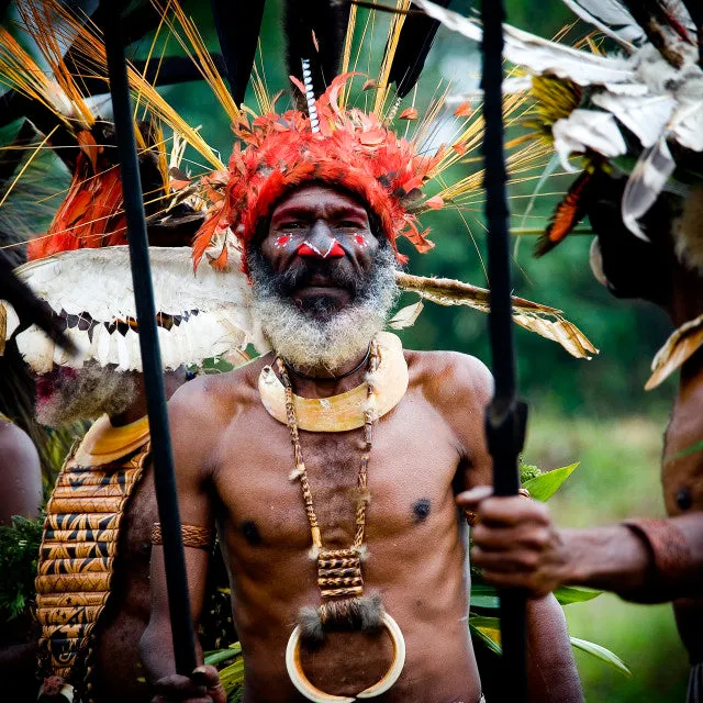 Unique “Big Man” Chief Tribal Boar Tusks & Ancestors’s Status Trophy,  Important Pectoral Ornament Worn during Initiations, also used as Currency, Bride Price, Feud Payments , collected in the late 1900’s in the Highlands Of Papua New Guinea