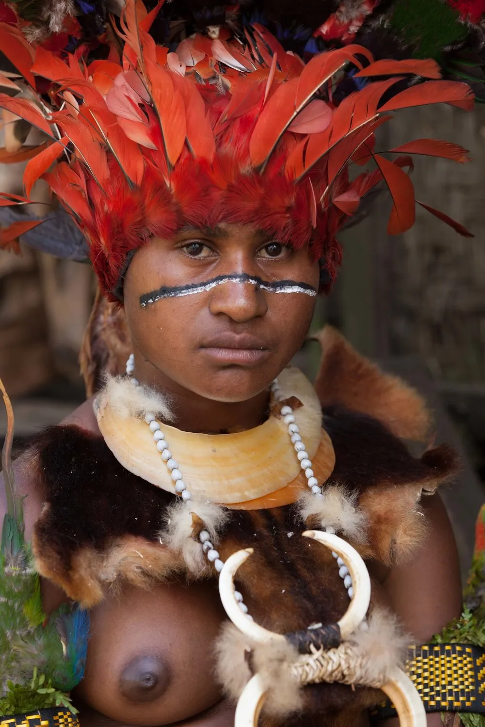 Unique “Big Man” Chief Tribal Boar Tusks & Ancestors’s Status Trophy,  Important Pectoral Ornament Worn during Initiations, also used as Currency, Bride Price, Feud Payments , collected in the late 1900’s in the Highlands Of Papua New Guinea